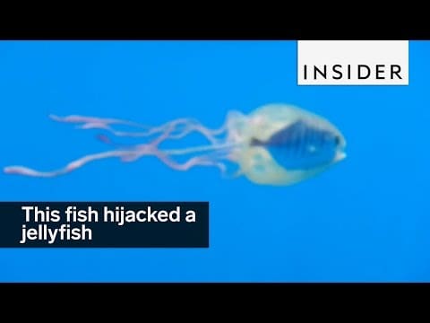 This fish hijacked a jellyfish